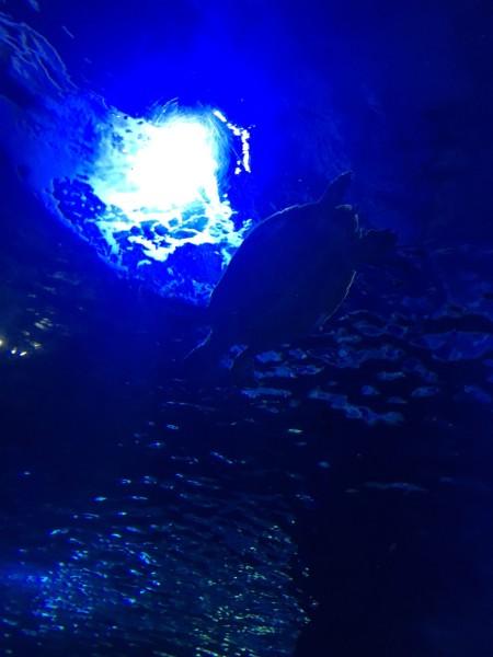海南农垦“南霸天”落马后掉泪:前半生奋斗毁于一旦,我很后悔!