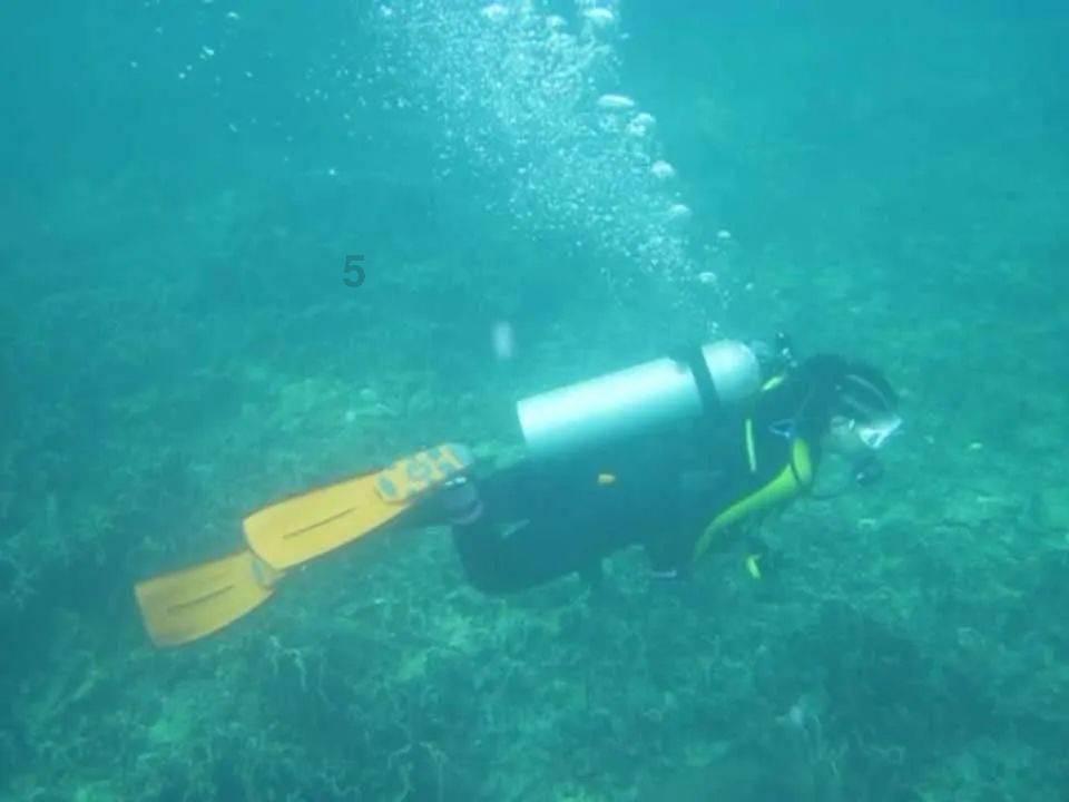 射击红色鸟